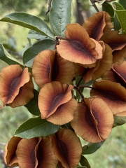 Combretum hereroense hereroense