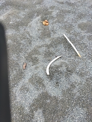 Charadrius bicinctus bicinctus