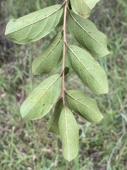 Combretum hereroense hereroense