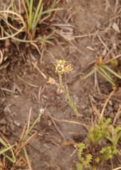 Aspidoglossum lamellatum
