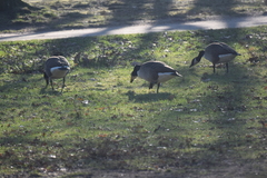 Branta canadensis