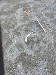 Charadrius bicinctus bicinctus