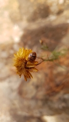 Cucujiformia