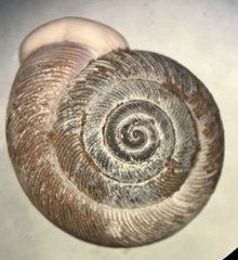 Triodopsis hopetonensis