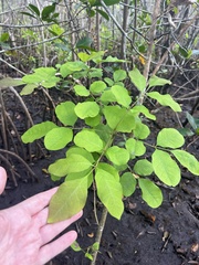 Fraxinus caroliniana