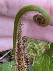 Drosera regia