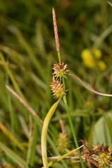Carex sagei