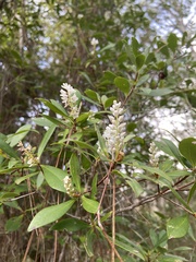 Cliftonia monophylla