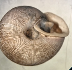 Triodopsis hopetonensis