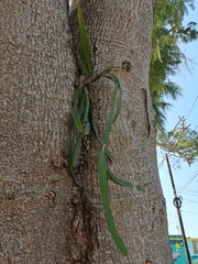 Selenicereus undatus
