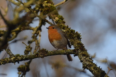 Erithacus rubecula