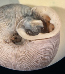 Triodopsis hopetonensis