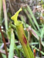 Sarracenia