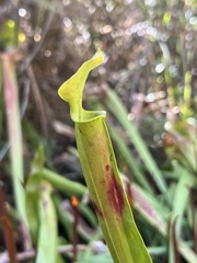 Sarracenia