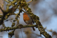Erithacus rubecula
