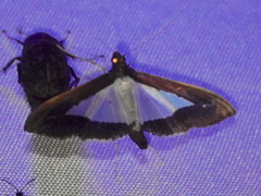 Diaphania