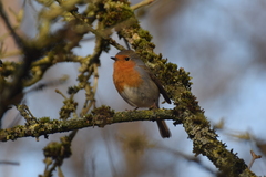 Erithacus rubecula