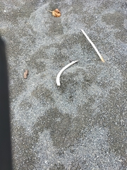 Charadrius bicinctus bicinctus