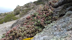 (c) Alejandro Gómez Maya, some rights reserved (CC BY) Sedum furfuraceum, photograph (c) Alejandro Gómez Maya, some rights reserved (CC BY)