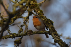 Erithacus rubecula