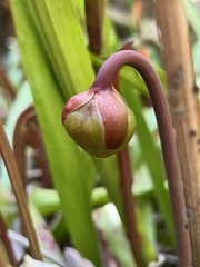 Sarracenia