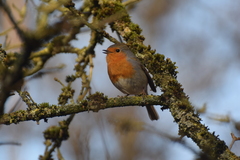Erithacus rubecula