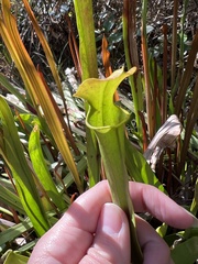 Sarracenia