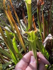 Sarracenia