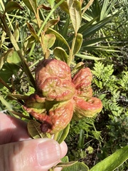 Exobasidium ferrugineae