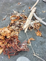 Charadrius bicinctus bicinctus