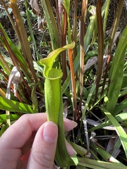 Sarracenia