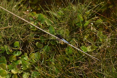 Erythrodiplax connata