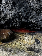 Sargocentron punctatissimum