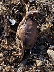 Metacarcinus anthonyi