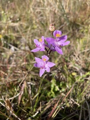 Calopogon barbatus