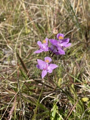 Calopogon barbatus
