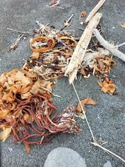 Charadrius bicinctus bicinctus