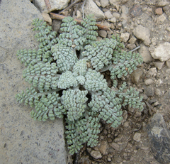 Chaenactis douglasii