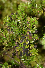Gaultheria phillyreifolia