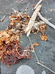 Charadrius bicinctus bicinctus