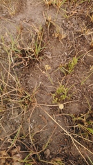 Aspidoglossum lamellatum