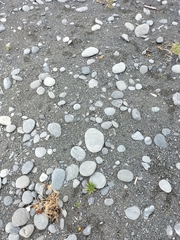 Charadrius bicinctus bicinctus