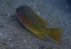 Lutjanus argentiventris