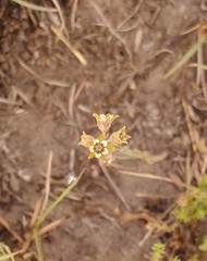 Aspidoglossum lamellatum