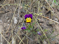 Viola × wittrockiana