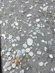 Charadrius bicinctus bicinctus