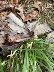 Carex picta