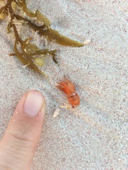 Hippolyte coerulescens