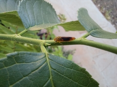 Dilobopterus costalimai