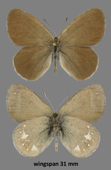 Coenonympha mahometana